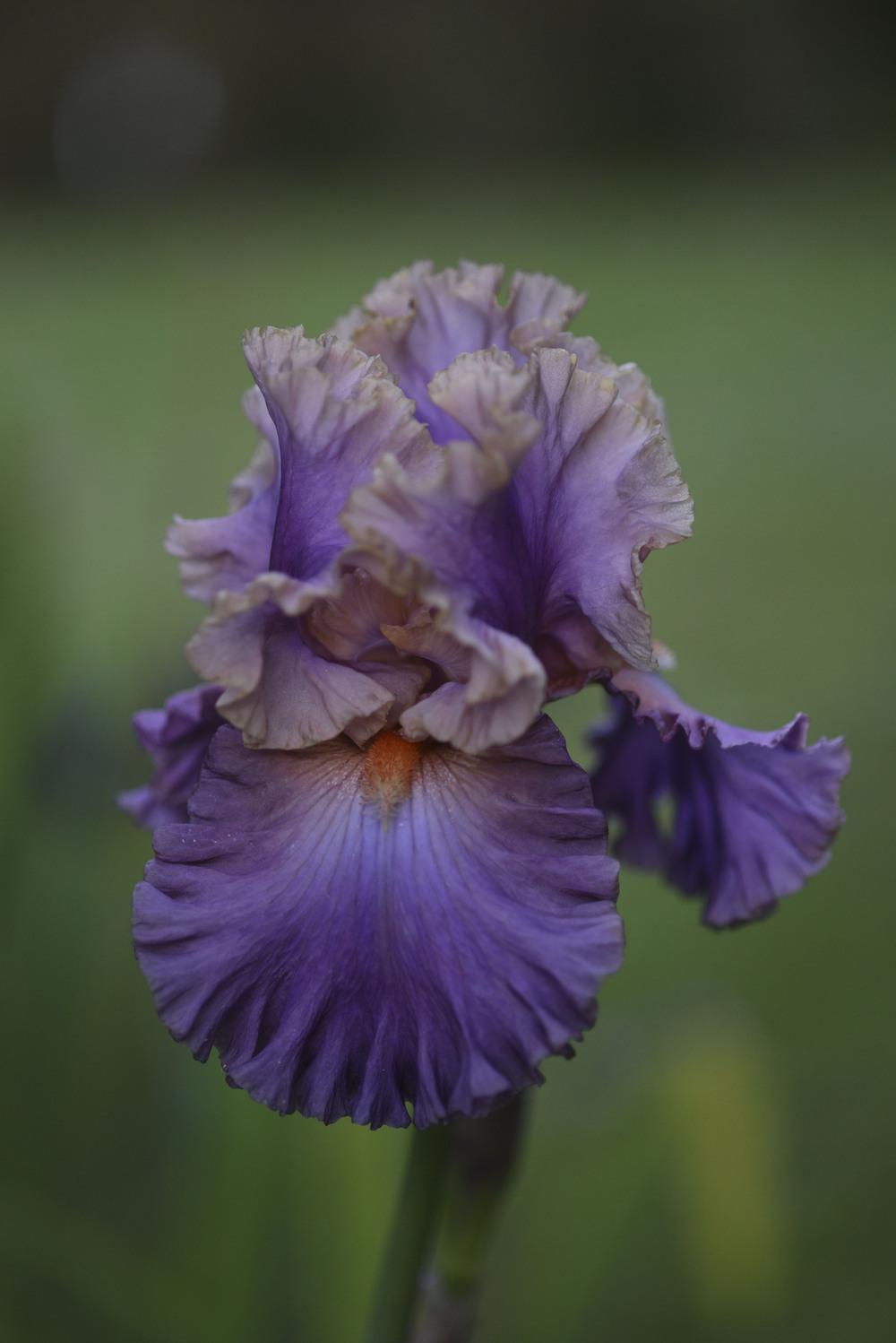 Photo of Tall Bearded Iris (Iris 'Photogenic') uploaded by cliftoncat