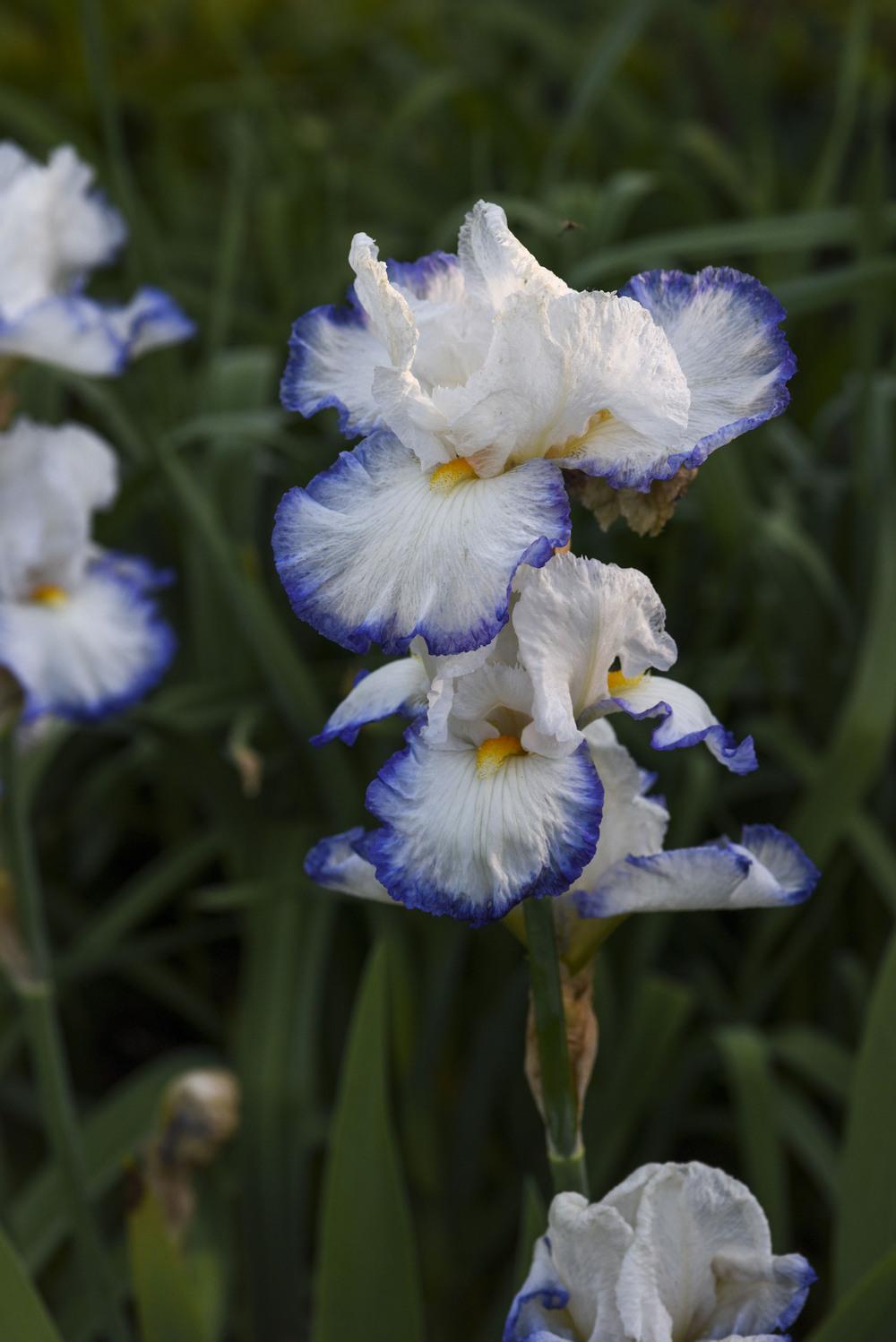 Photo of Tall Bearded Iris (Iris 'Queen's Circle') uploaded by cliftoncat