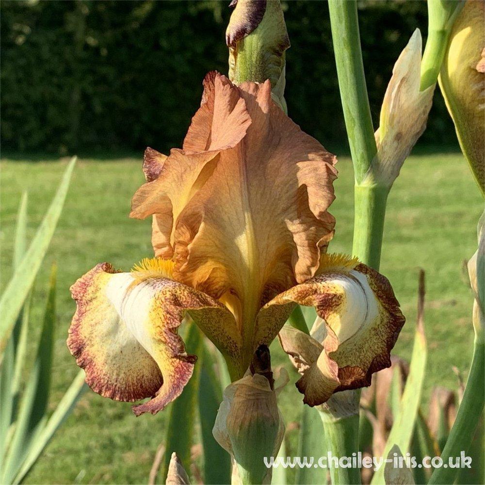 Photo of Tall Bearded Iris (Iris 'Belvi Queen') uploaded by jeffa