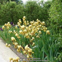 Location: Alnwick garden, Northumberland UK
Date: 2008-06-21