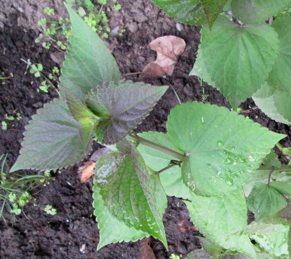 Photo of Anise Hyssop (Agastache foeniculum) uploaded by lauribob