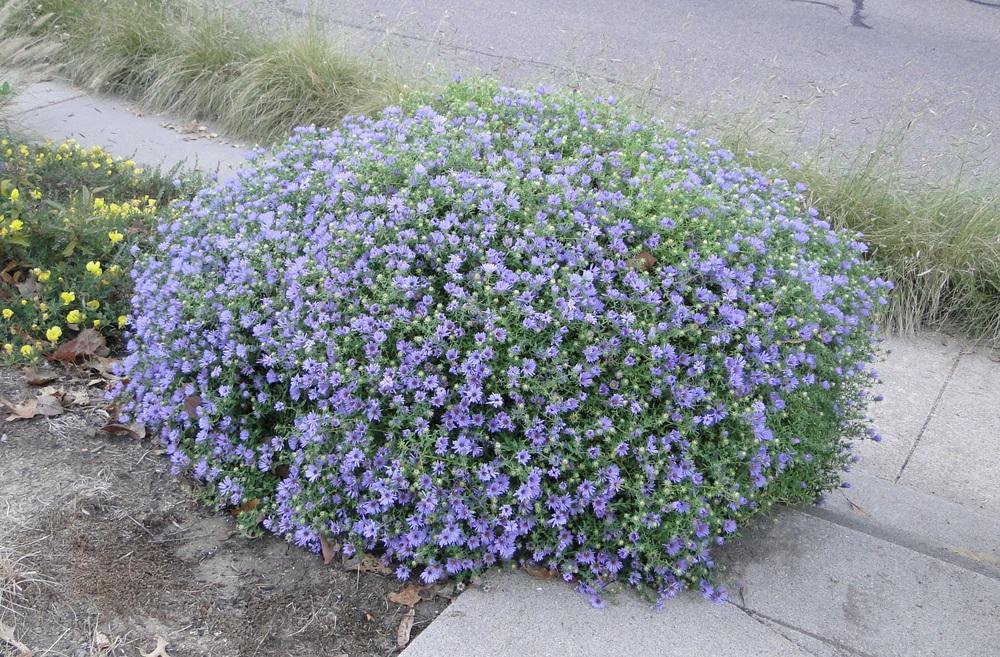 Photo of Aromatic Aster (Symphyotrichum oblongifolium 'October Skies') uploaded by lauriemorningglory