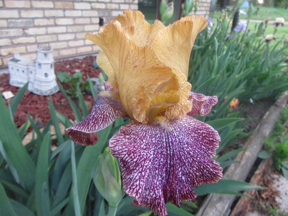 Photo of Tall Bearded Iris (Iris 'Temporal Anomaly') uploaded by tveguy3