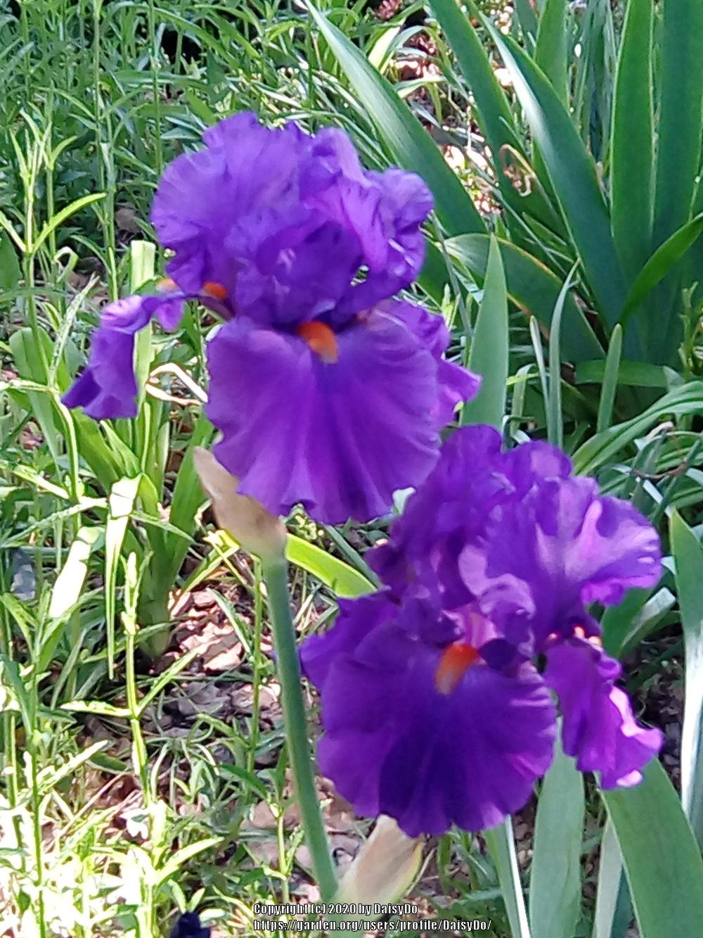 Photo of Tall Bearded Iris (Iris 'Paul Black') uploaded by DaisyDo