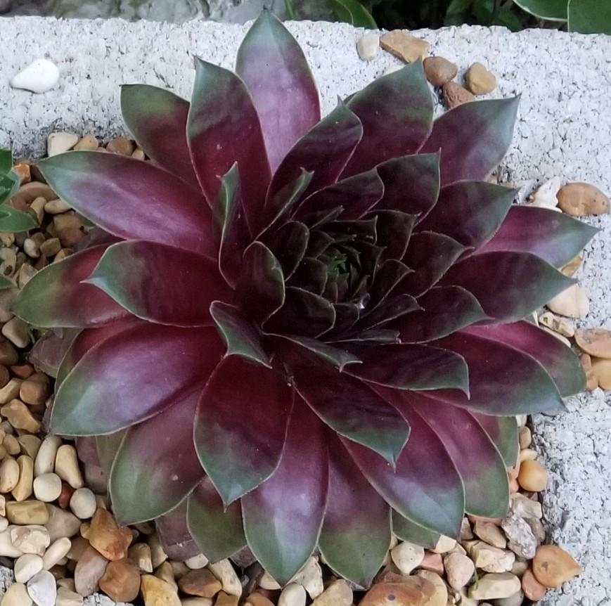 Photo of Hen and Chicks (Sempervivum 'Hopewell') uploaded by Grexas