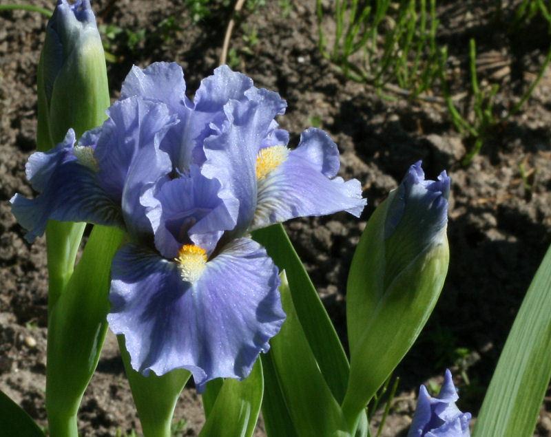 Photo of Standard Dwarf Bearded Iris (Iris 'Sky of Blue') uploaded by MShadow