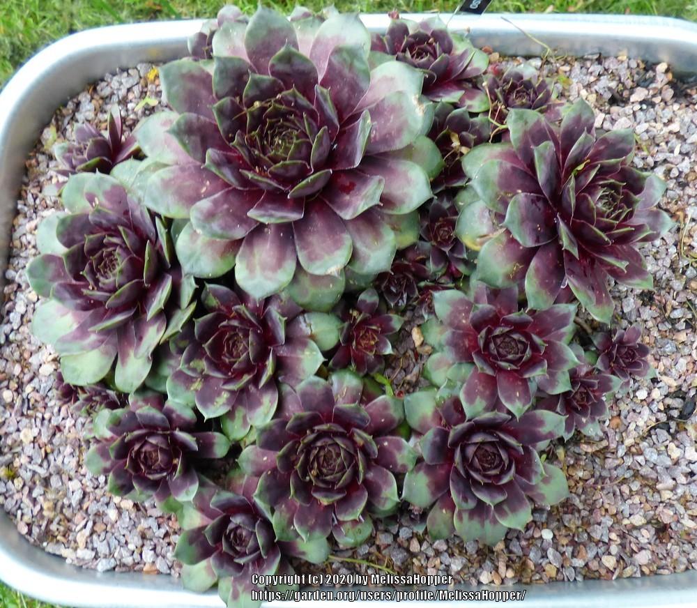 Photo of Hen and Chicks (Sempervivum 'Picasso') uploaded by MelissaHopper