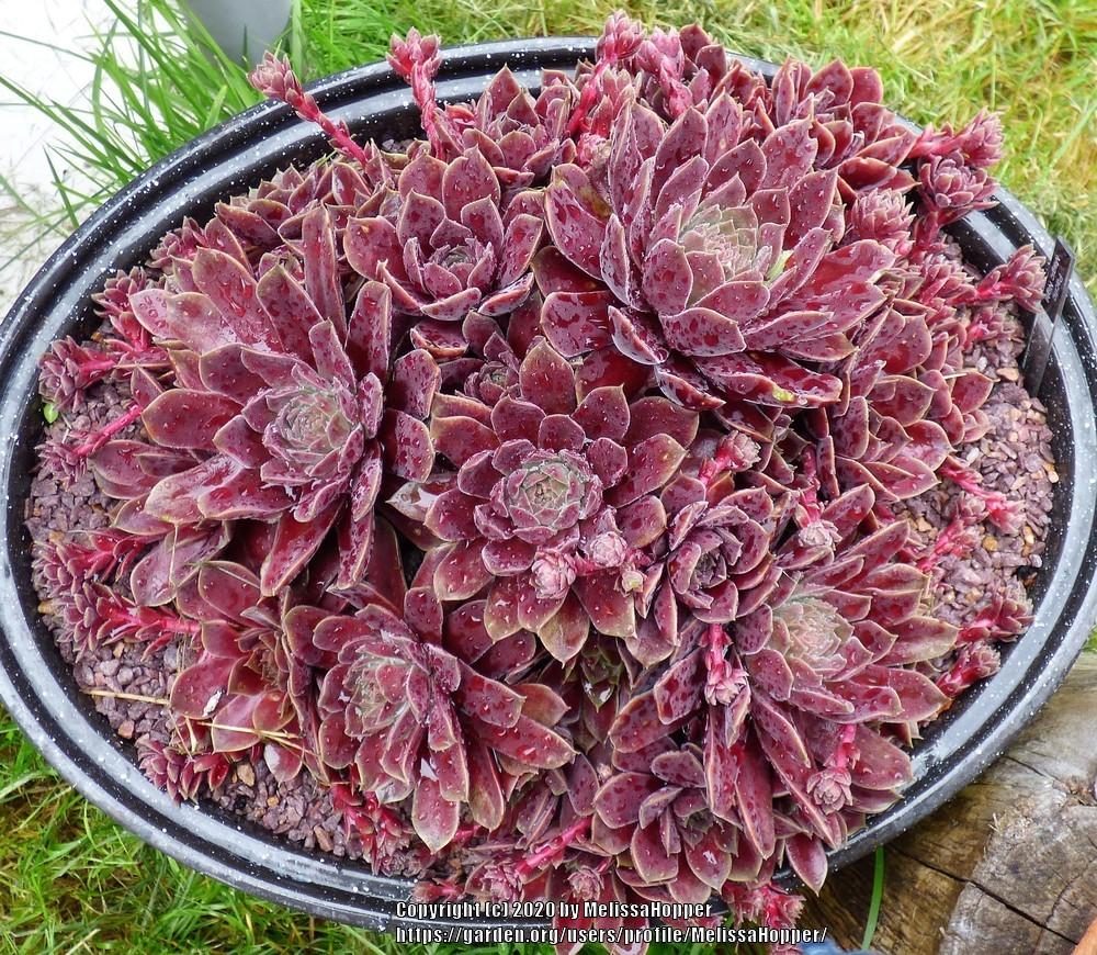 Photo of Hen and Chicks (Sempervivum 'Pacific Magic Night') uploaded by MelissaHopper