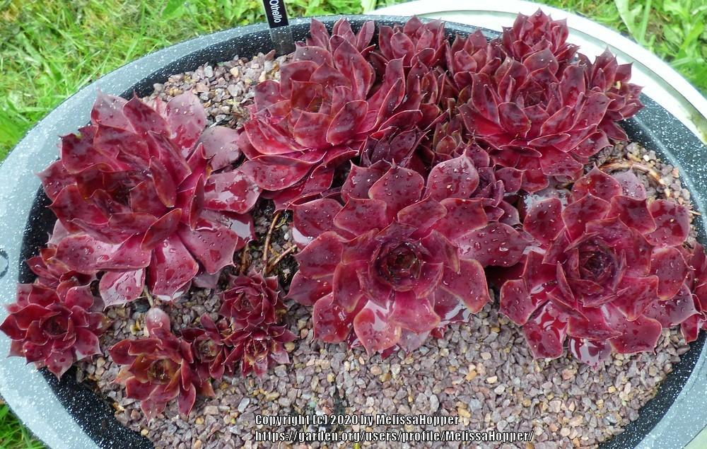 Photo of Hen and Chicks (Sempervivum 'Othello') uploaded by MelissaHopper