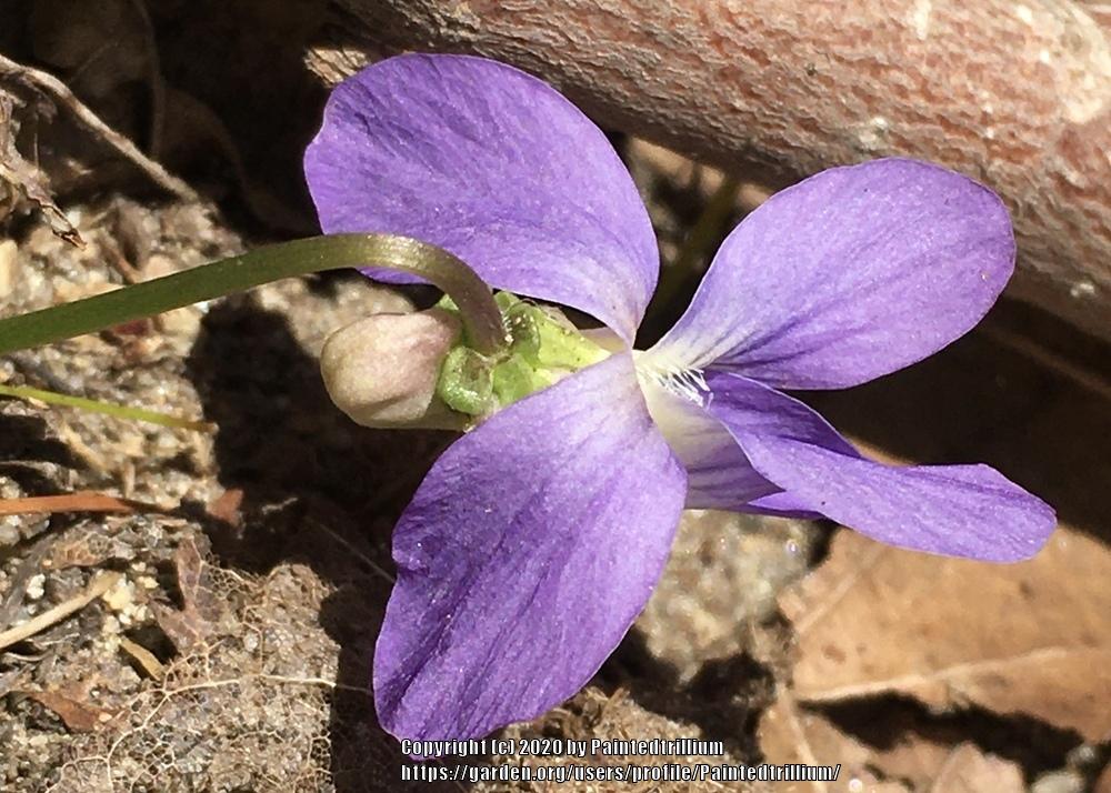 Photo of Common Blue Violet (Viola sororia) uploaded by Paintedtrillium