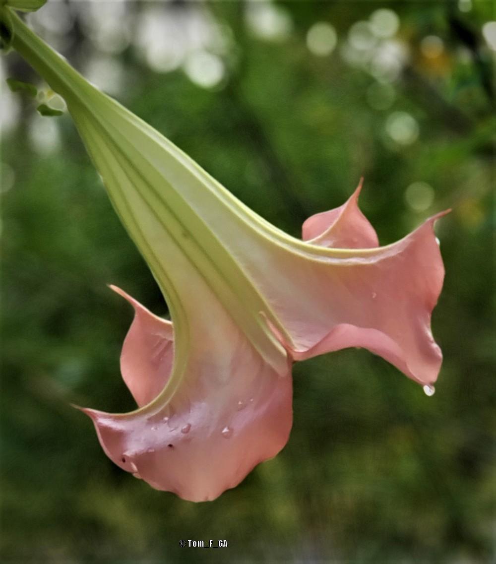 Photo of Angel's Trumpets (Brugmansia) uploaded by Tom_F_GA