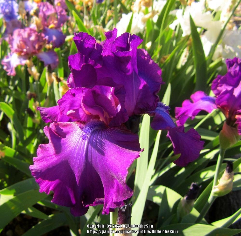 Photo of Tall Bearded Iris (Iris 'Swingtown') uploaded by UndertheSun