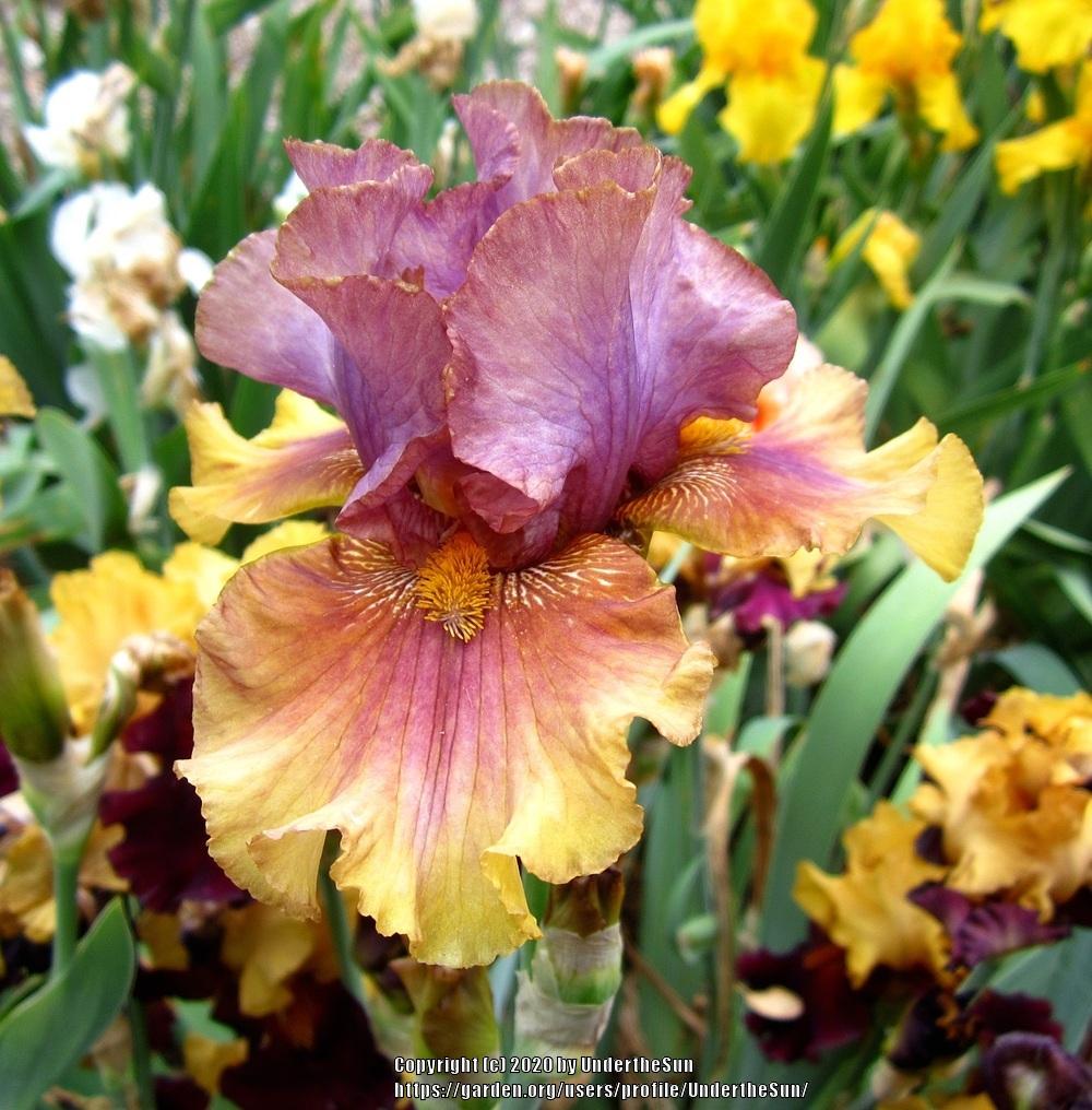 Photo of Tall Bearded Iris (Iris 'Harvest Maiden') uploaded by UndertheSun