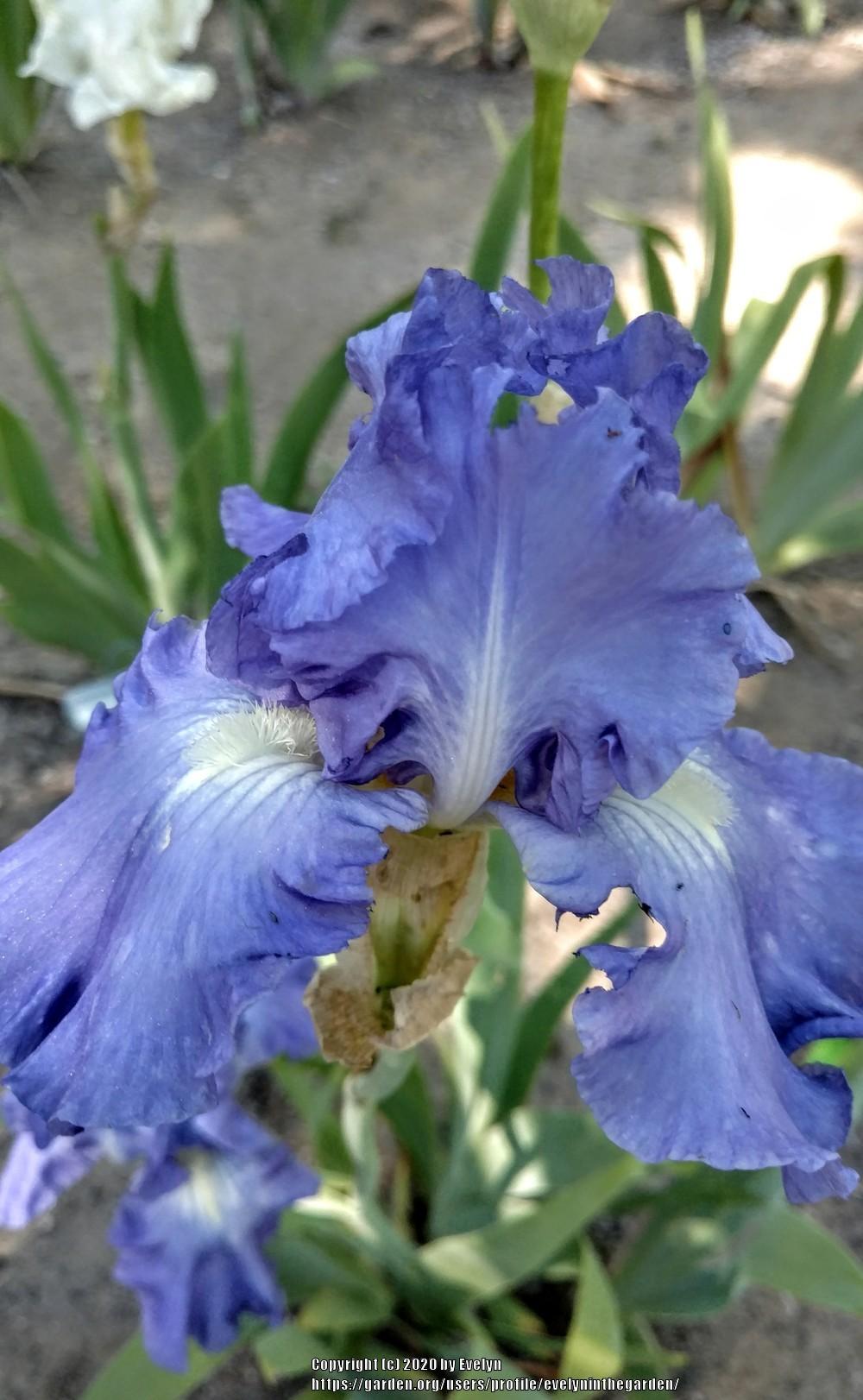 Photo of Tall Bearded Iris (Iris 'Victoria Falls') uploaded by evelyninthegarden