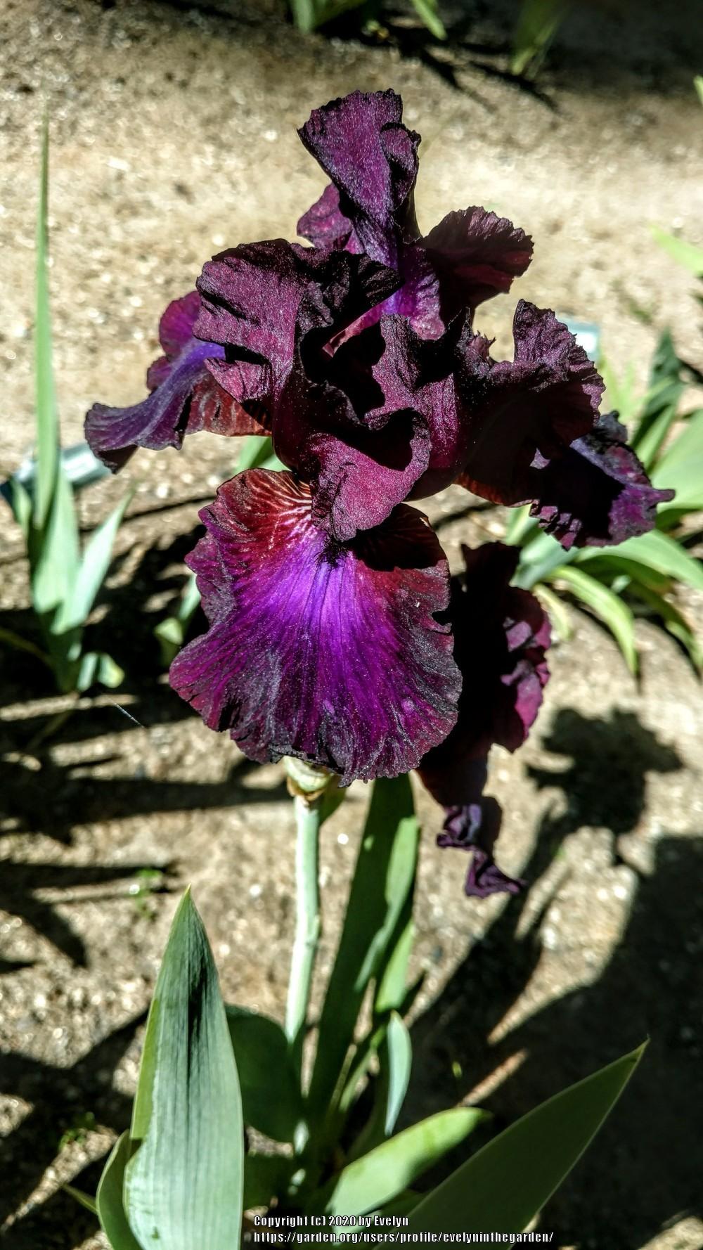 Photo of Tall Bearded Iris (Iris 'Grape Expectations') uploaded by evelyninthegarden