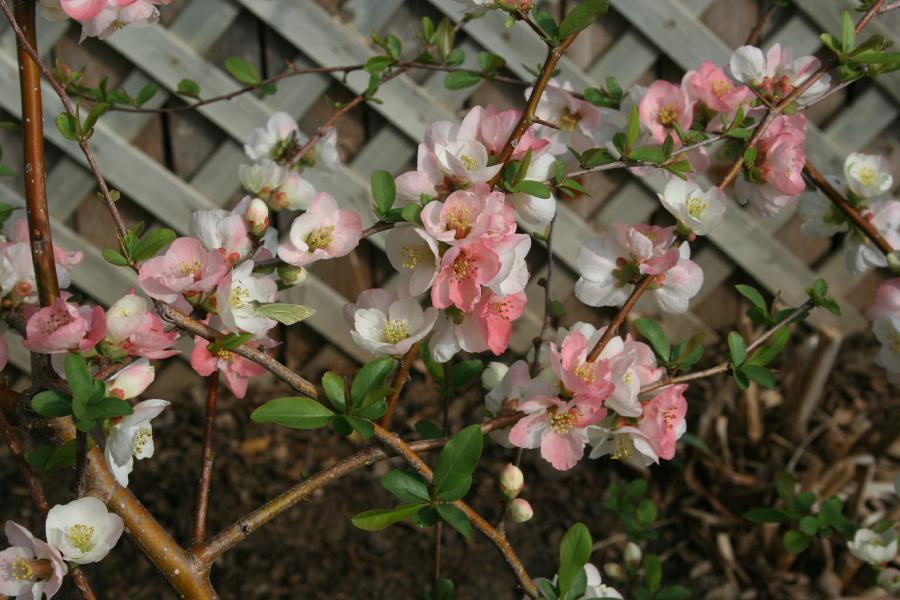 Photo of Flowering Quince (Chaenomeles speciosa 'Toyo-Nishiki') uploaded by jathton