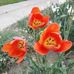 Location: southeast Nebraska 
Date: 2011-05-06 
Fragrant tulip!  Perennial and has multiplied for me in z5b.