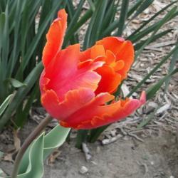 Location: southeast Nebraska
Date: 2011-05-06 
Fragrant tulip!  Perennial and has multiplied for me in z5b.
