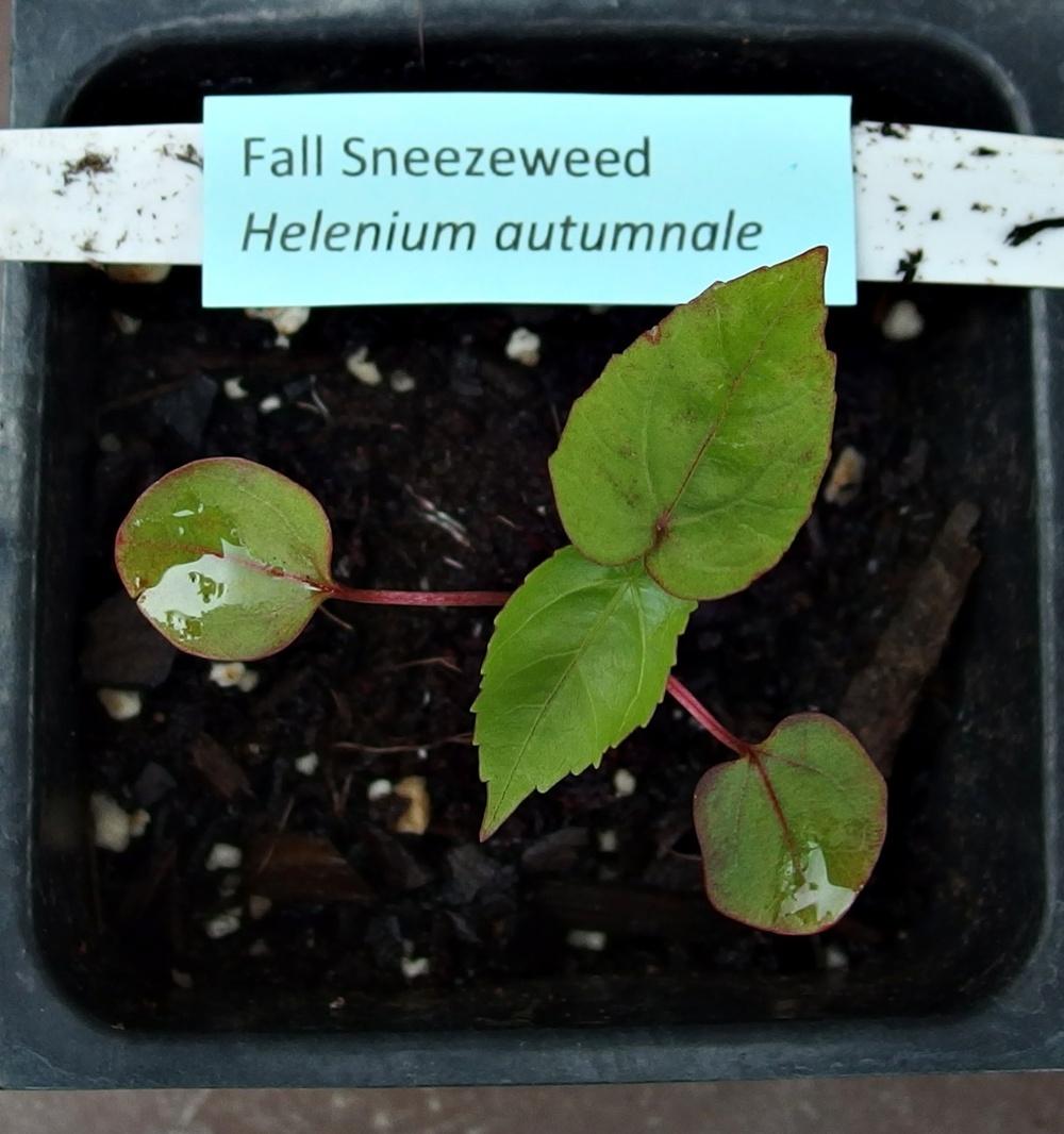 Photo of Sneezeweed (Helenium autumnale) uploaded by mmolyson