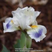 Sweet, little Miniature Dwarf Bearded Iris