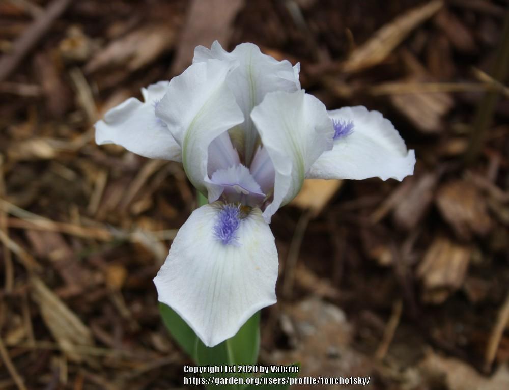 Photo of Standard Dwarf Bearded Iris (Iris 'Forever Blue') uploaded by touchofsky