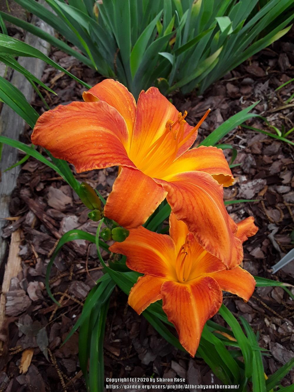 Photo of Daylily (Hemerocallis 'Orange Vols') uploaded by Altheabyanothername
