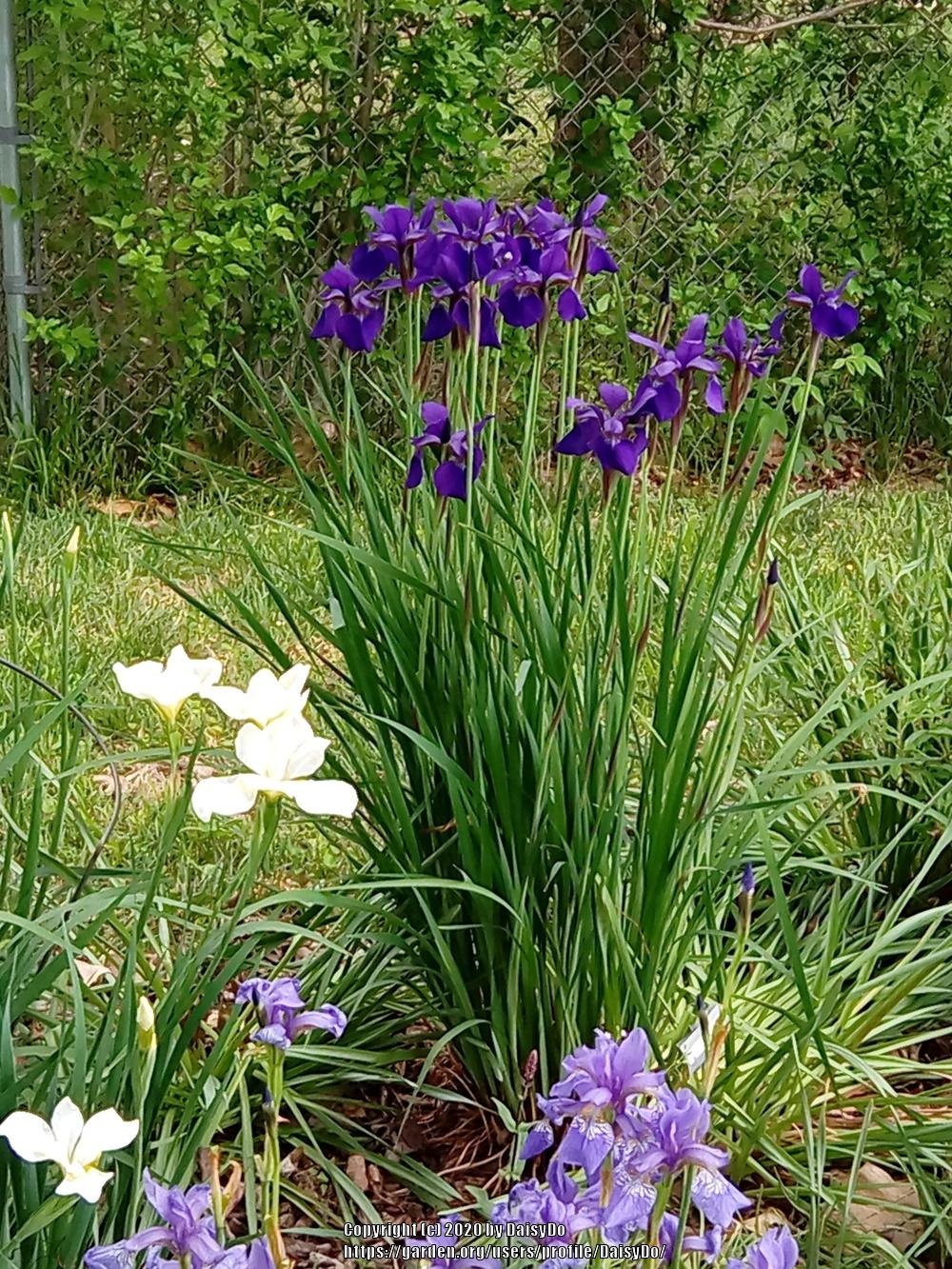 Photo of Siberian Iris (Iris 'Caesar's Brother') uploaded by DaisyDo