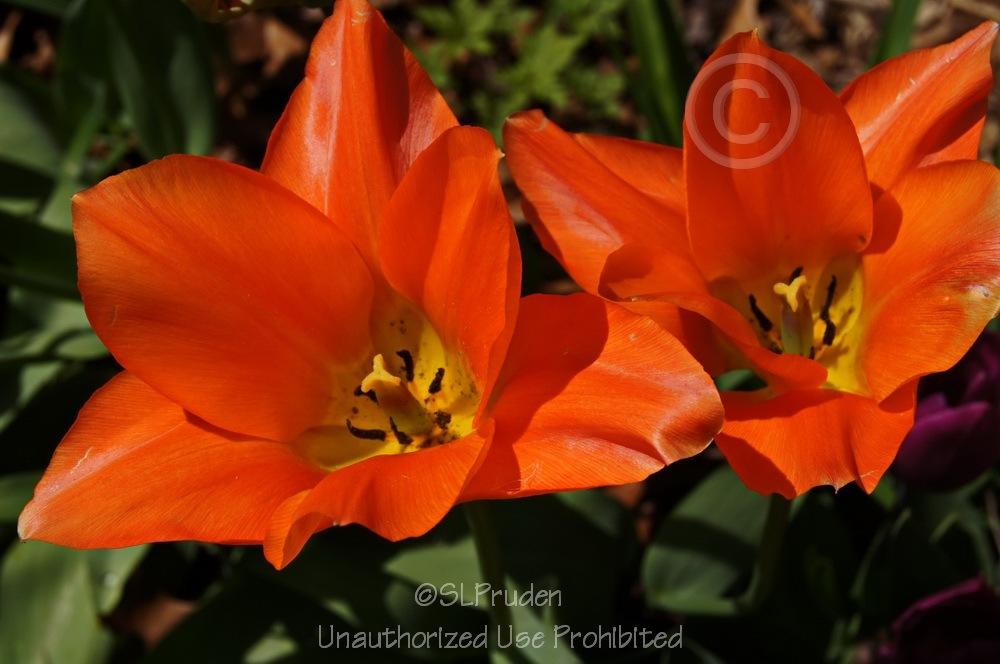 Photo of Fosteriana Tulip (Tulipa 'Orange Emperor') uploaded by DaylilySLP