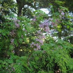 Location: Jenkins Arboretum in Berwyn, Pennsylvania
Date: 2020-05-26
mature but not full-sized shrub in bloom