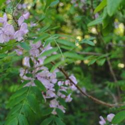 Location: Jenkins Arboretum in Berwyn, Pennsylvania
Date: 2020-05-26
pink flowers, foliage, and bristly hairy stems