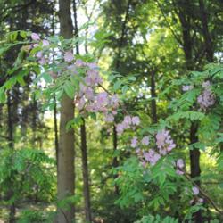 Location: Jenkins Arboretum in Berwyn, Pennsylvania
Date: 2020-05-26
branch in bloom