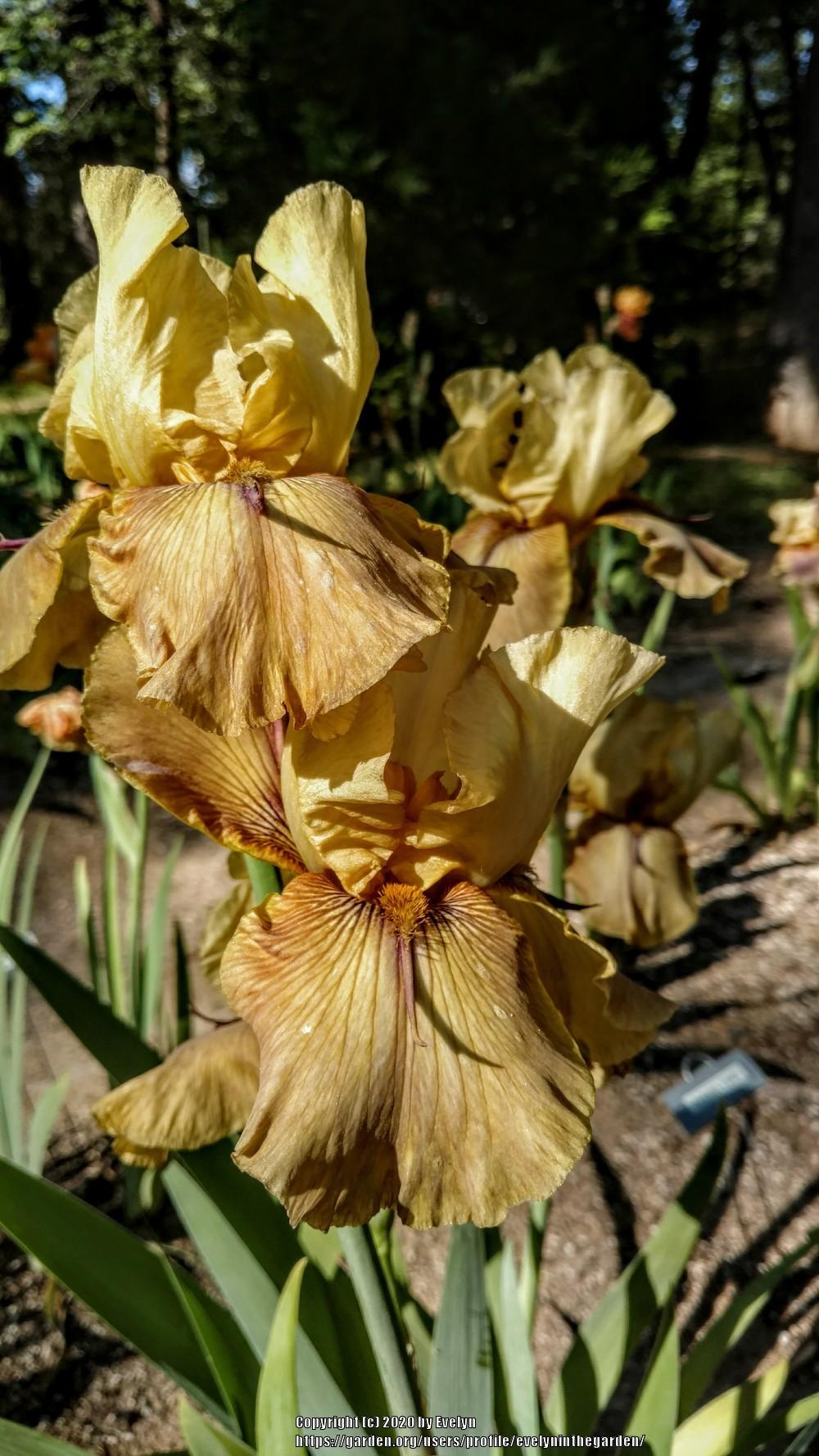 Photo of Tall Bearded Iris (Iris 'Thornbird') uploaded by evelyninthegarden