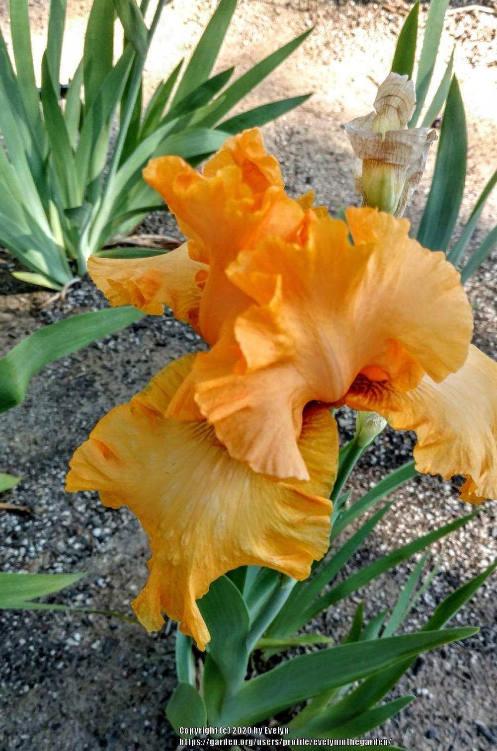 Photo of Tall Bearded Iris (Iris 'Brilliance') uploaded by evelyninthegarden