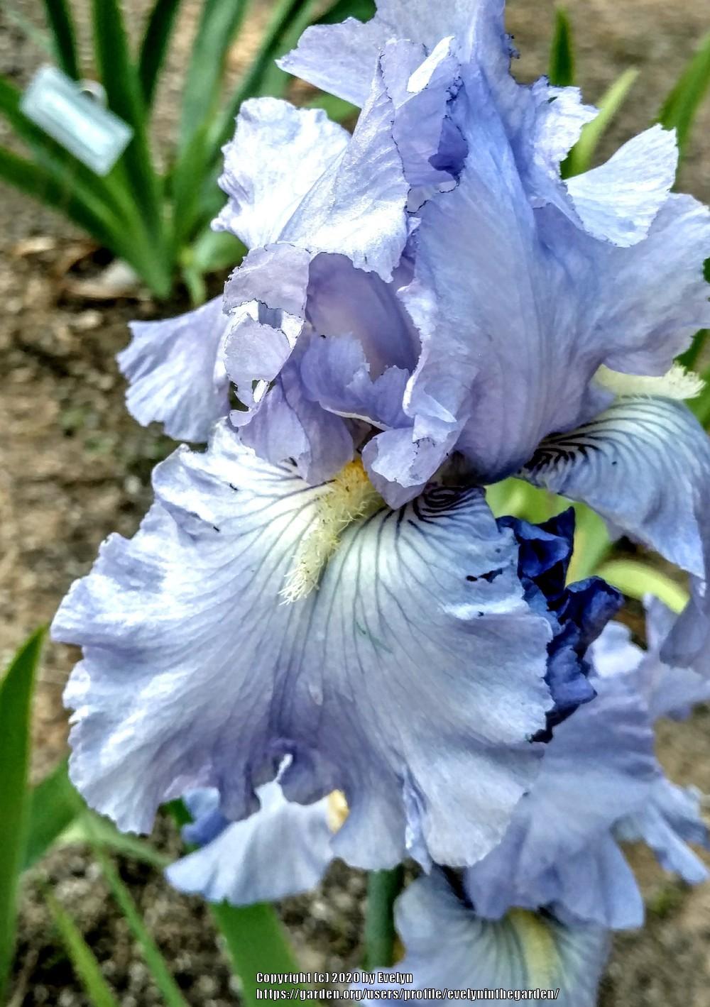 Photo of Tall Bearded Iris (Iris 'Babbling Brook') uploaded by evelyninthegarden