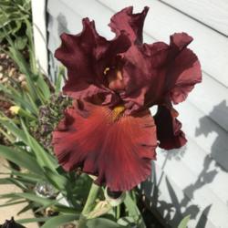Location: My zone 5 garden.
Date: 2020-05-27
Today was the first bloom on this one.
