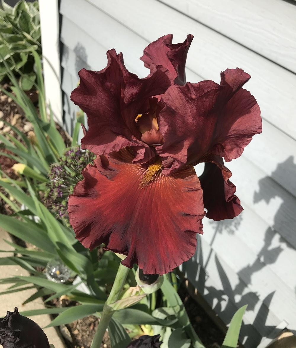 Photo of Tall Bearded Iris (Iris 'Dynamite') uploaded by ljb5966