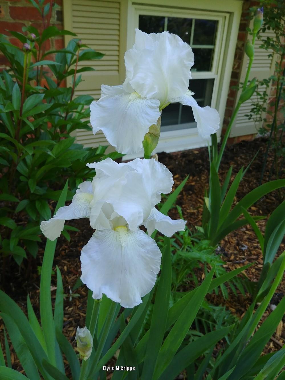 Photo of Tall Bearded Iris (Iris 'Immortality') uploaded by ElyceC