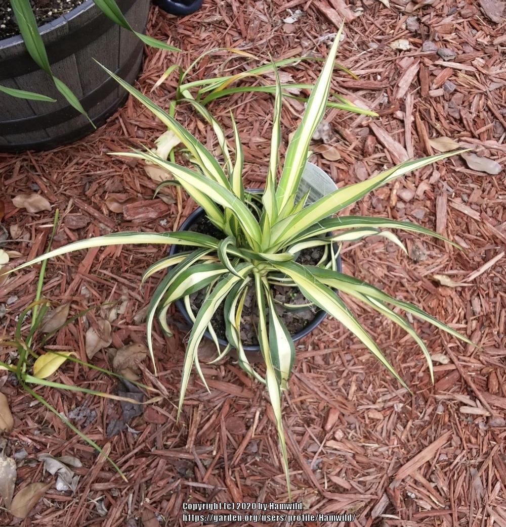 Photo of Adam's Needle (Yucca filamentosa 'Color Guard') uploaded by Hamwild