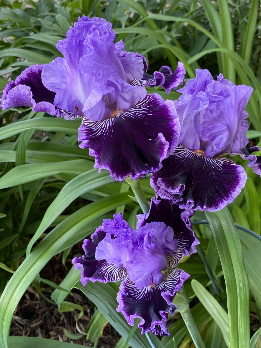 Photo of Tall Bearded Iris (Iris 'By Jeeves') uploaded by Legalily
