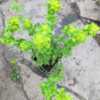 Variegated Oregano (Origanum vulgare 'Gold Tip') whole plant is w