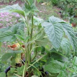 Location: Toronto, Ontario
Date: 2020-05-28
Blackberry (Rubus 'Polar Berry') plant still has small thorns on 
