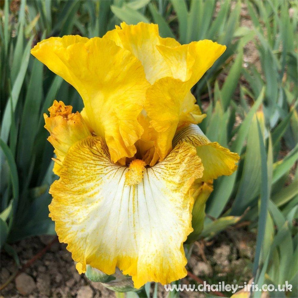 Photo of Tall Bearded Iris (Iris 'Light Beam') uploaded by jeffa