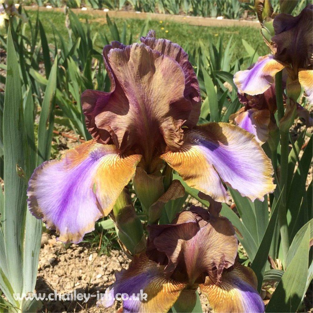Photo of Tall Bearded Iris (Iris 'Burnt Toffee') uploaded by jeffa