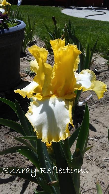 Photo of Tall Bearded Iris (Iris 'Sunray Reflection') uploaded by scary1785