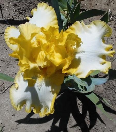 Photo of Tall Bearded Iris (Iris 'Sunray Reflection') uploaded by scary1785