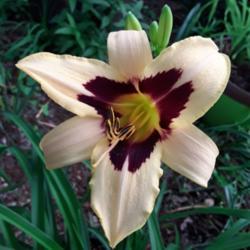 Location: My Caffeinated Garden, Grapevine, TX
Date: 2019-05-20
First bloom ever in my Caffeinated Garden!