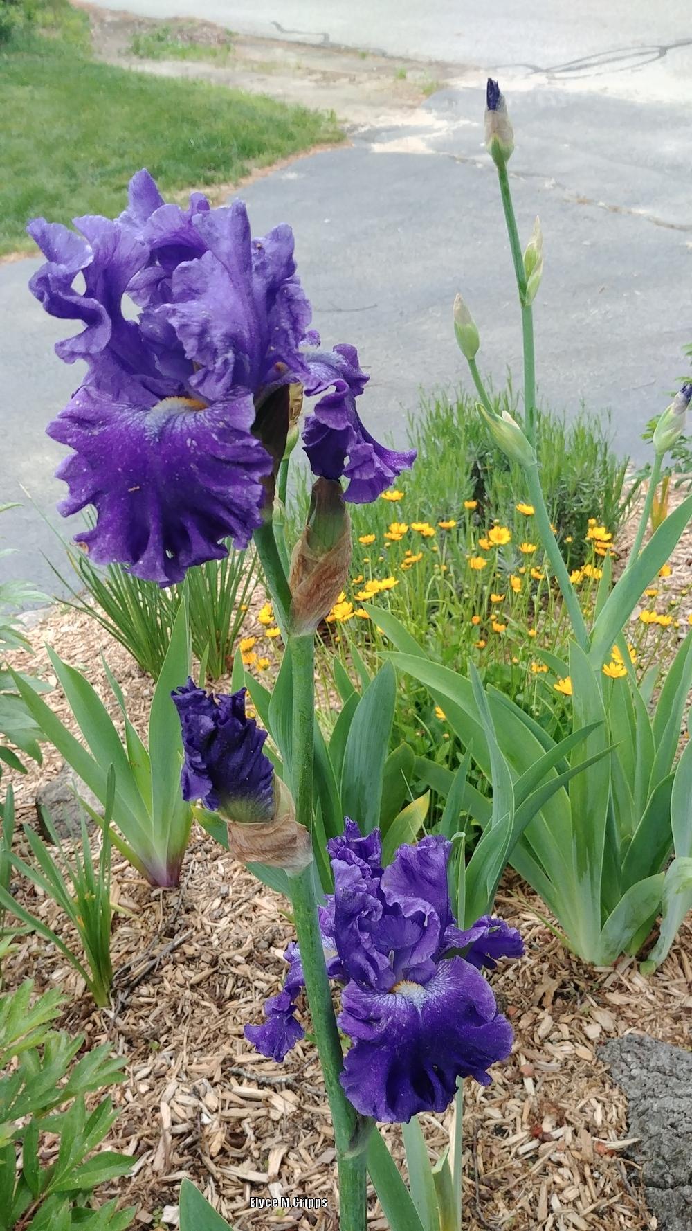 Photo of Tall Bearded Iris (Iris 'Spirit Mountain') uploaded by ElyceC