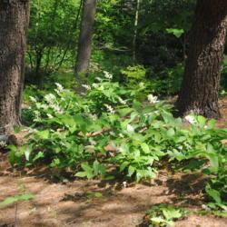Location: Jenkins Arboretum in Berwyn, Pennsylvania
Date: 2020-05-26
planted group around pine strunks on hill