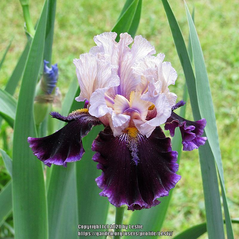 Photo of Tall Bearded Iris (Iris 'Expatriation') uploaded by Lestv