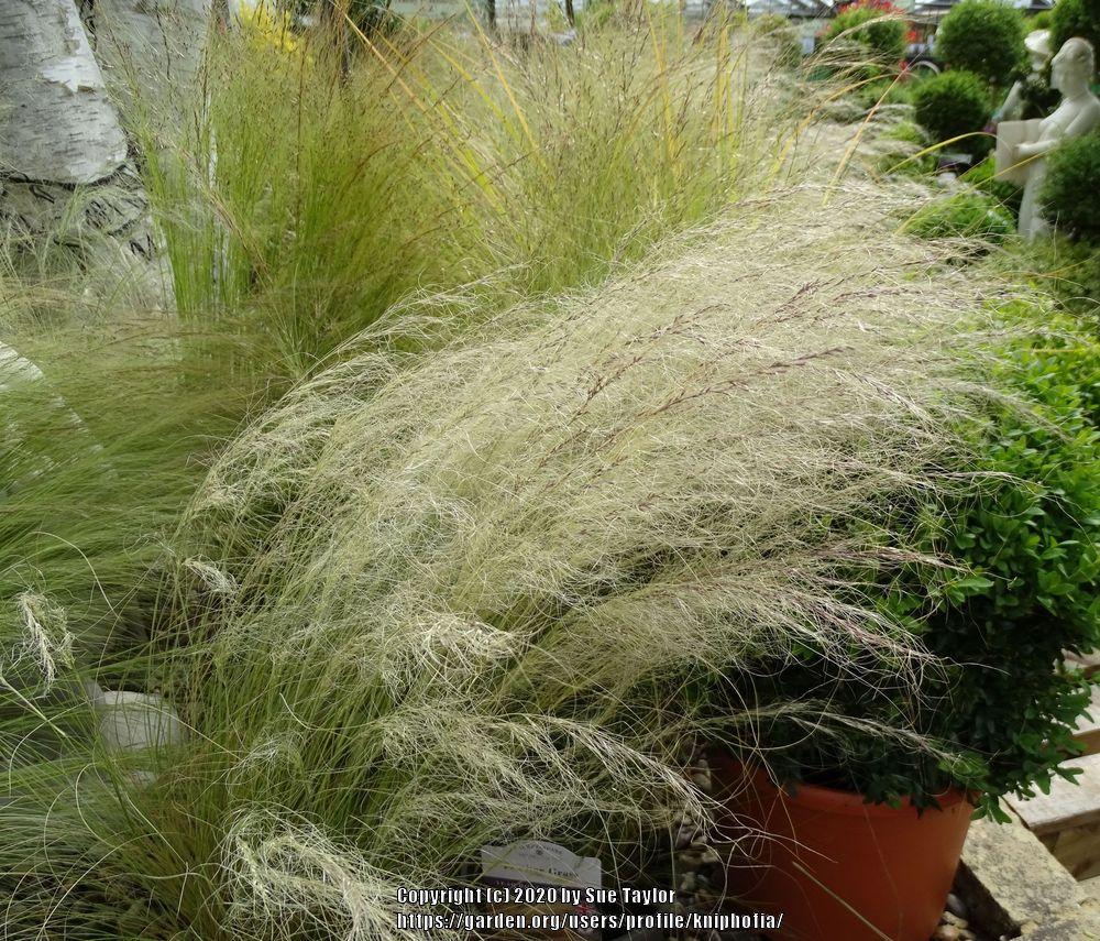 Photo of Mexican Feathergrass (Nassella tenuissima) uploaded by kniphofia